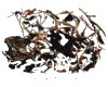 中药大全