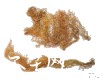 中药大全
