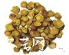 炙甘草图片