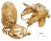中药大全