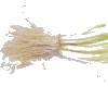 中药大全