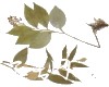 中药大全