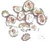 中药大全