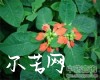 中药大全