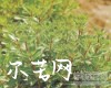 中药大全