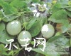 中药大全