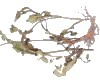 中药大全