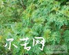 微信小程序开发公司