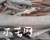 阴香皮